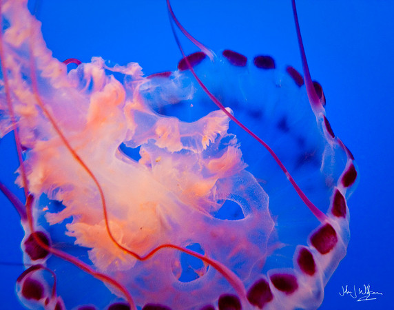 Mothership