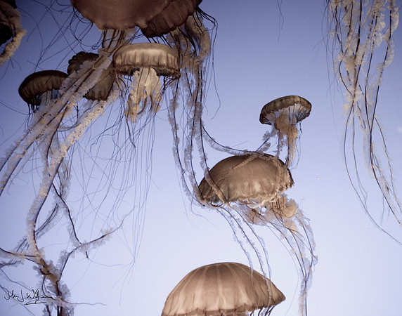 Swarm (alternate)