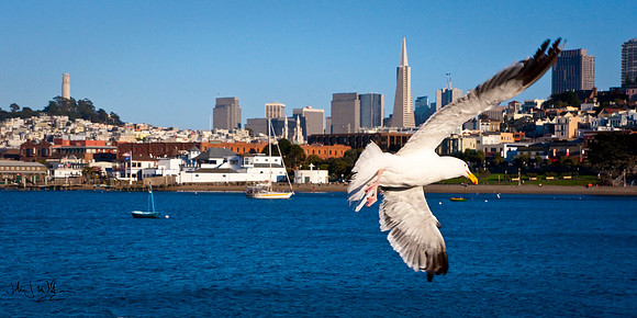 Gull Taking Flight