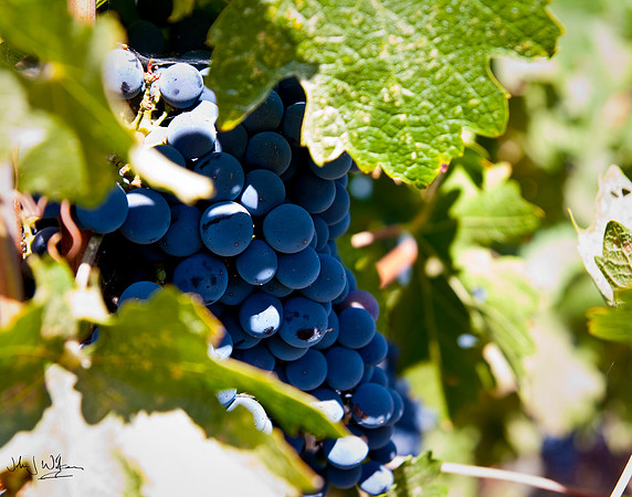Early Wine