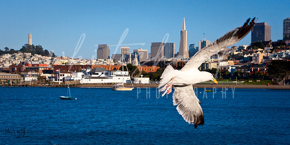 Gull Taking Flight